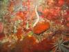 Underwater World
