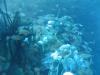 School of Fishes