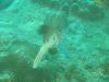 Puffers Fish