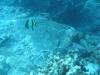 Butterfly Fish